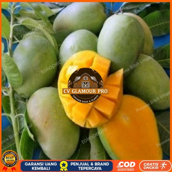 Bibit Mangga Harum Manis Probolinggo Tinggi 2 Meter Batang Besar Bibit Tanaman Super Unggul CV GLAMO