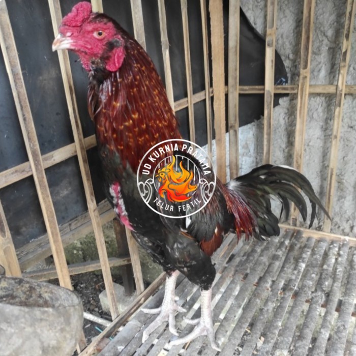 

Telur ayam bangkok birma fertil / ayam petarung aduan bisa ditetaskan Langsung UD KURNIA PRATAMA