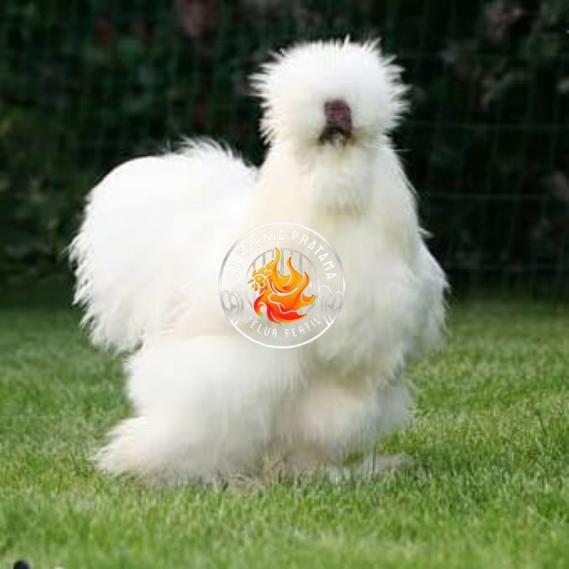 

TELUR AYAM HIAS SILKIE UNTUK DI TETASKAN UD KURNIA PRATAMA