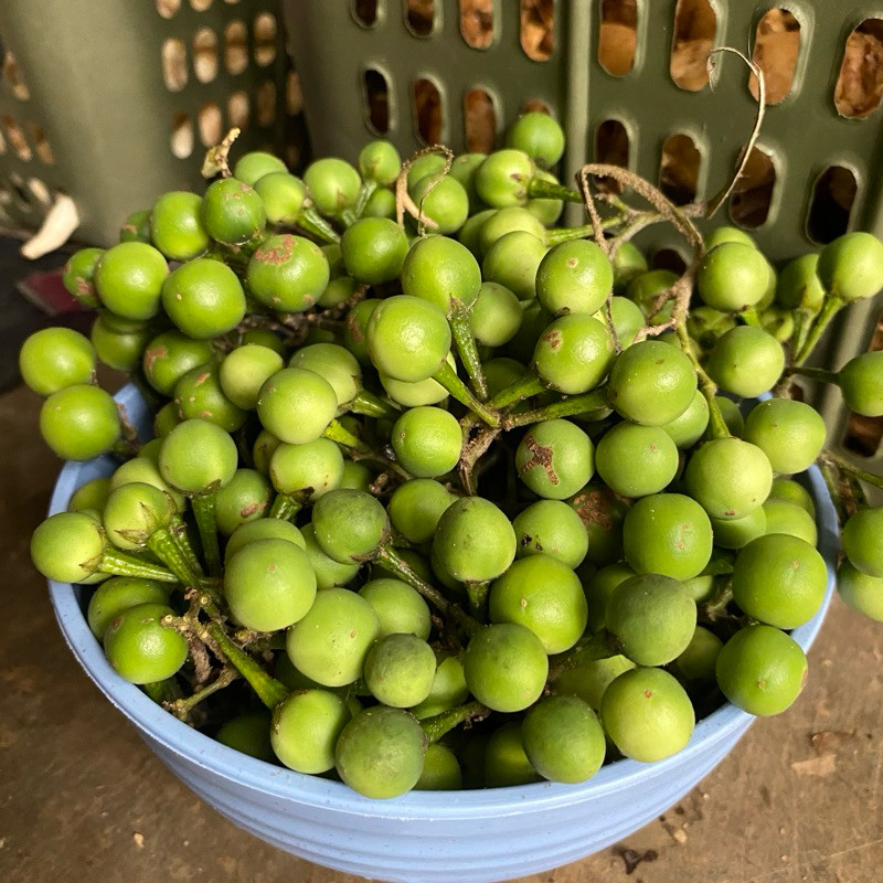 

BUAH TEKOKAK SEGAR 1 KG