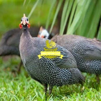 

Telur ayam mutiara hias fertil asli siap ditetaskan - ayam mutiara KURNIA PRATAMA ABADI