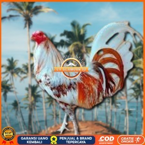 

telur ayam philipin asli AK47 bisa untuk di tetaskan vertil CV GLAMOUR ID