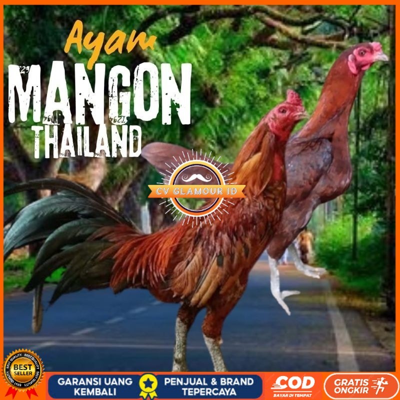 telur ayam mangon Ori Thailand petarung bisa untuk di tetaskan CV GLAMOUR ID
