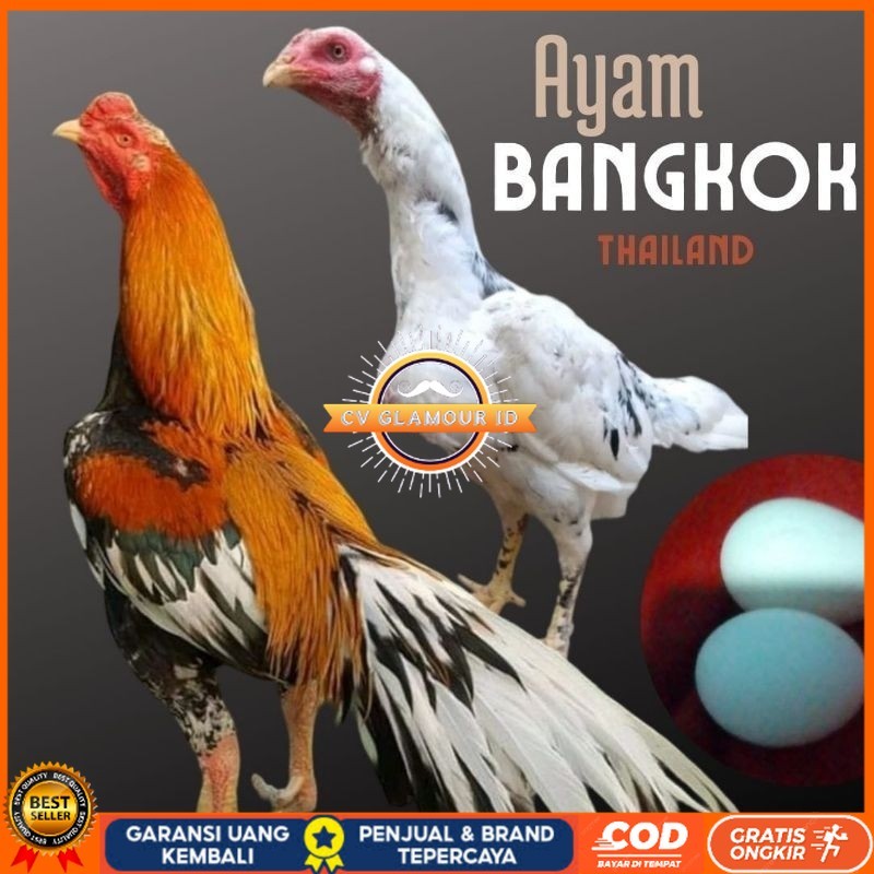 

telur tetas telur ayam bangkok petarung bisa untuk di tetaskan CV GLAMOUR ID