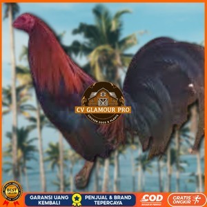 

telur ayam philipin import AK47 bisa untuk di tetaskan CV GLAMOUR PRO