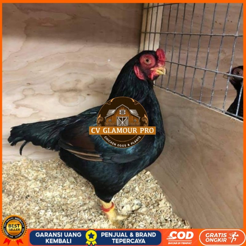 

TELUR AYAM HIAS BANTAM CORNISH UNTUK DI TETASKAN CV GLAMOUR PRO