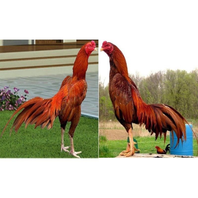 

BIRMA SUPER TELUR FRESH MURAHH.... UD NAFII FARM ID