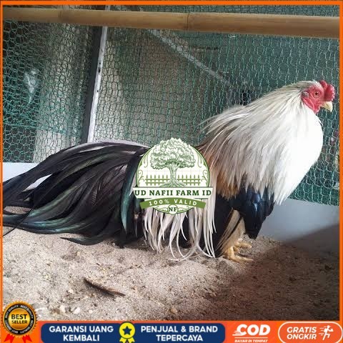 

Telur ayam hias ga tre than chau fertil bisa ditetaskan Langsung UD NAFII FARM ID