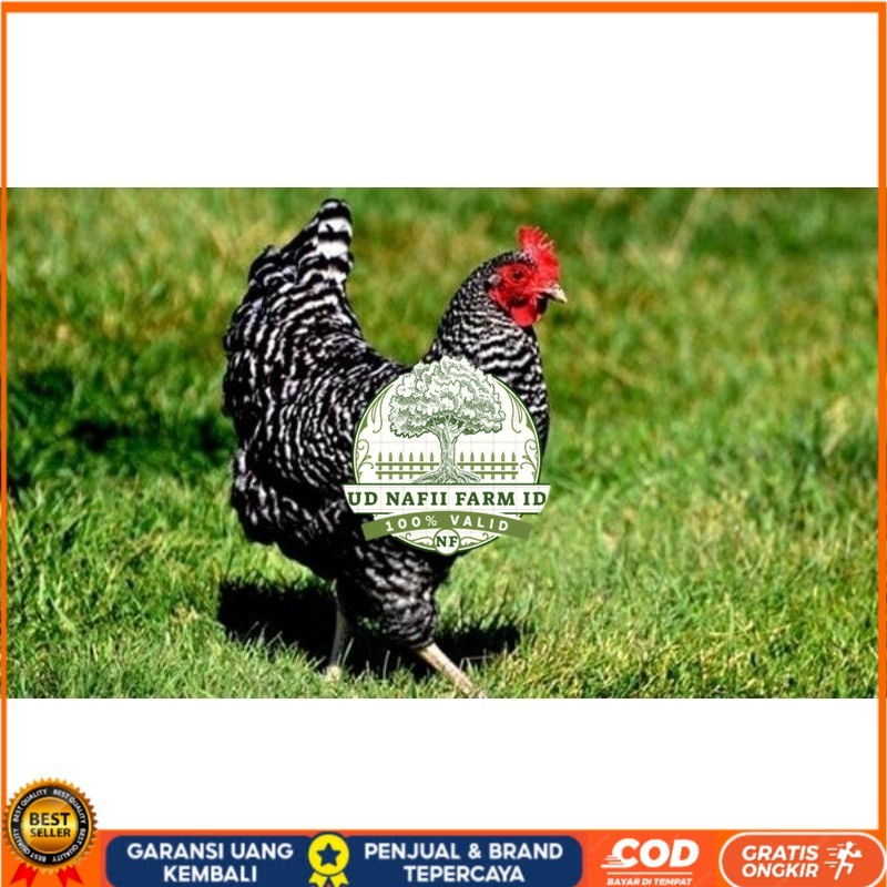 

TELUR AYAM KUNTARA UNTUK DI TETASKAN UD NAFII FARM ID