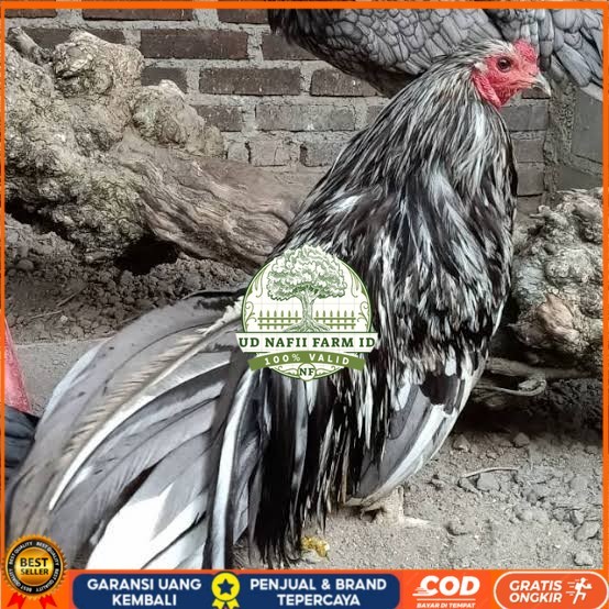 

Telur ayam black sumatera / telur ayam hias / telur fertil siap cod UD NAFII FARM ID