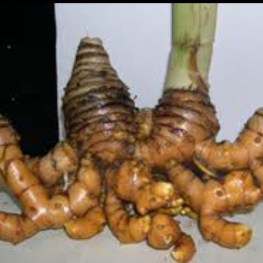 

Promo Temu lawak segar 1kg - umbi temulawak fresh