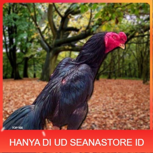 

Telur Ayam Pakhoy Line Mane Vertil Siap Di Tetaskan Jaminan Super Oiginal Bergaransi UD SEANASTORE ID