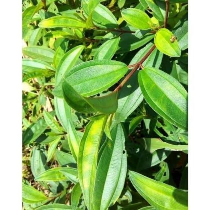 

Daun senggani senduduk harendong fresh 500,gram DUNIA HERBAL