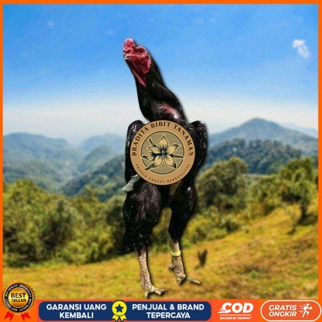 

telur ayam cos shamo ori bisa untuk di tetaskan PRADITA BIBIT TANAMAN