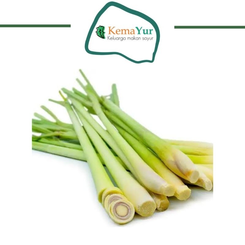 

Sereh Serai Daun Serai Daun Sereh Rempah Resep JSR 1 Ikat Serai terlaris berkualitas