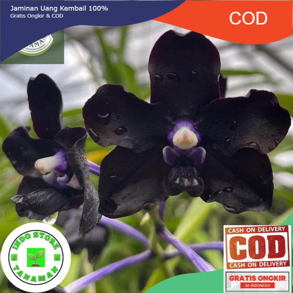 Tanaman Hias Anggrek Dendrobium Black - Anggrek Dendrobium Hitam