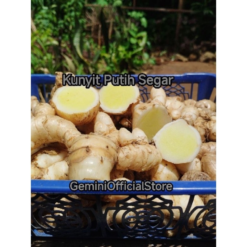 

Kunyit putih Temu Putih (GOS) Curcuma Putih Segar langsung ambil dari kebun kreatif store .