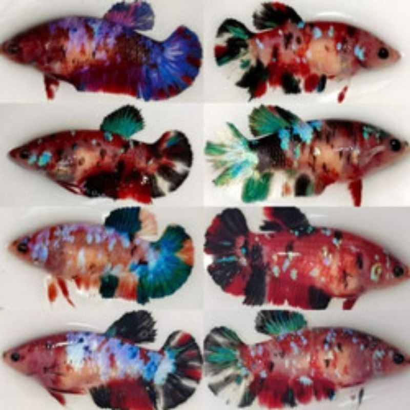 cupang betina nemo warna