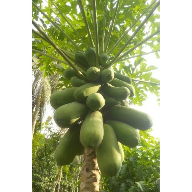 

Pepaya Muda California / Pepaya Muda Kampung / Harga per buah