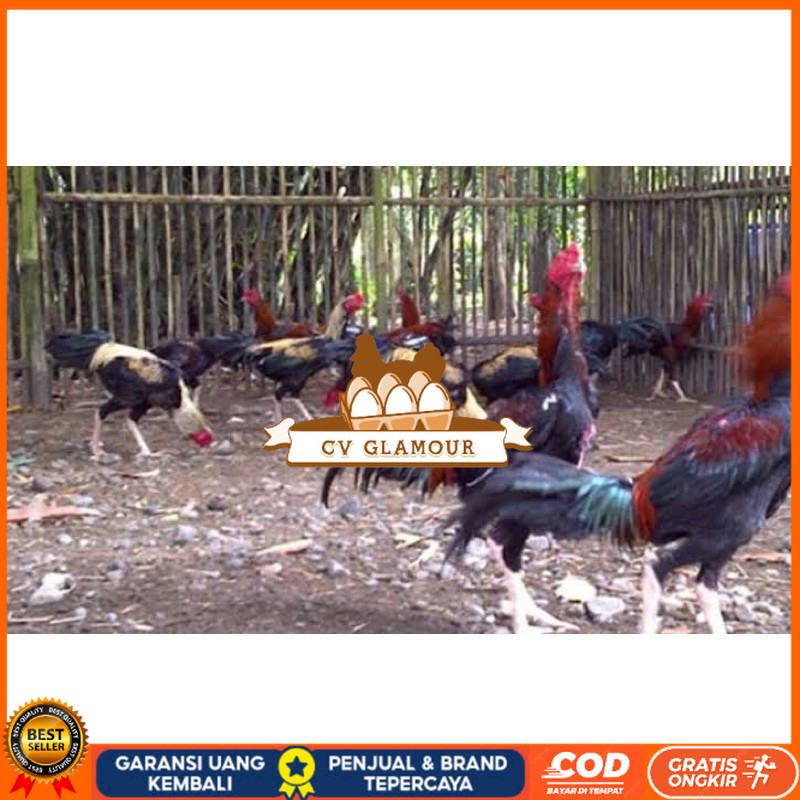 

TELUR FERTIL AYAM BK X AKA UNTUK DI TETASKAN CV GLAMOUR