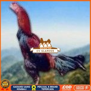 

telur ayam cos shamo asli untuk di tetaskan CV GLAMOUR