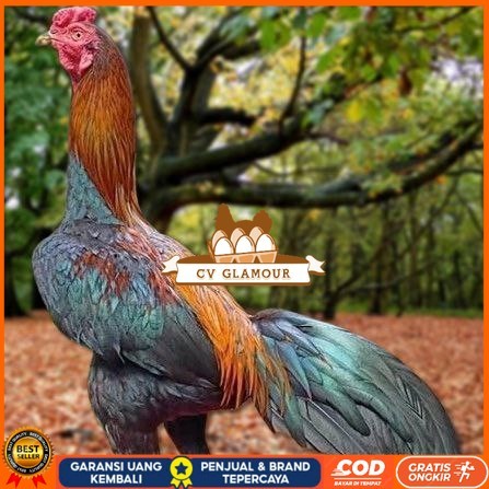 

Telur Ayam Pakhoy Trah Maneedaeng Vertil Siap Di Tetaskan Jaminan Super Oiginal Bergaransi CV GLAMOUR