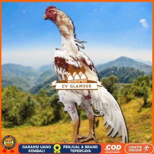 

Telur Shamo X BK clasik terlaris CV GLAMOUR