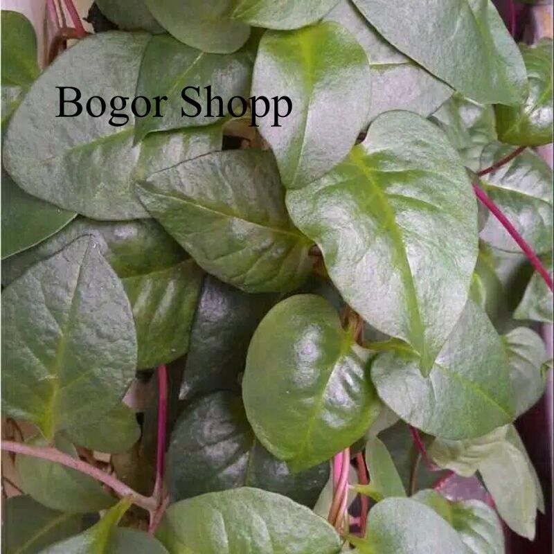 

100 lembar Daun Binahong Merah Segar