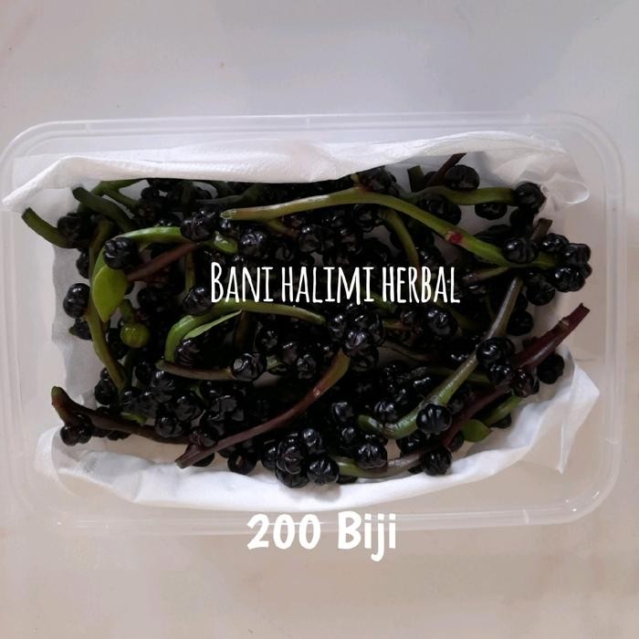 

Angkung Kering Organik 200 Biji Bonus 20 biji Alami - Segar ready