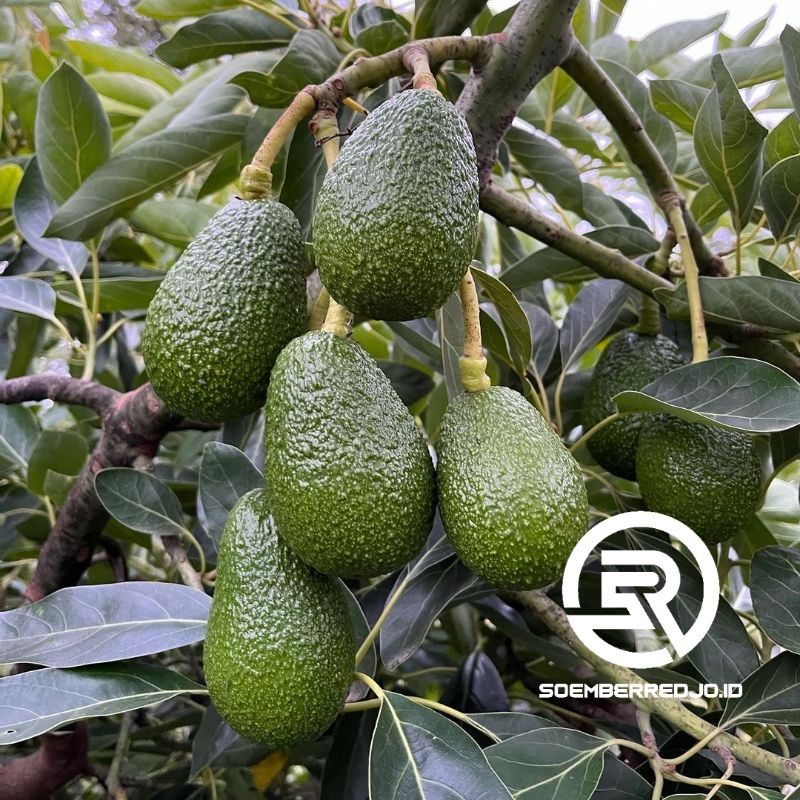 Bibit ALPUKAT HASS Australia Original Super