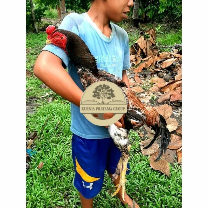 

Telur ayam bangkok shamo jepang / ayam petarung aduan bisa ditetaskan KURNIA PRATAMA GROUP
