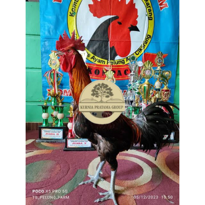 

TELUR FERTIL AYAM PELUNG TRAH JUARA UNTUK DI TETASKAN KURNIA PRATAMA GROUP
