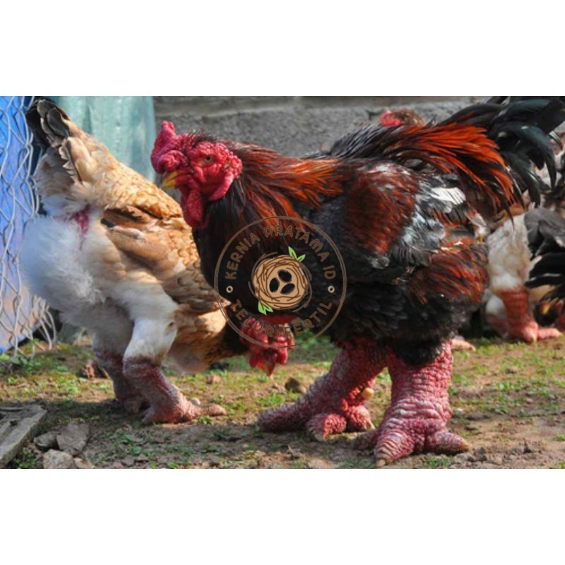 

TELUR AYAM DONG TAO / KAKI GAJAH DARI VIETNAM untuk di tetaskan KURNIA PRATAMA ID