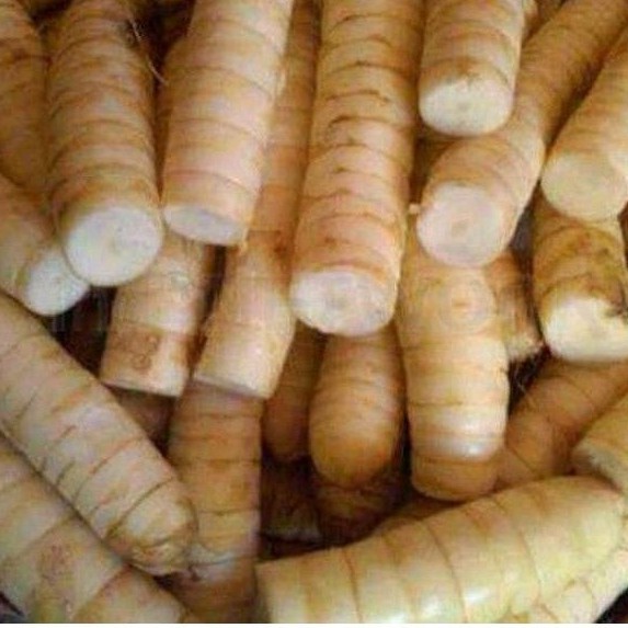 

umbi garut segar 1kg berkualitas