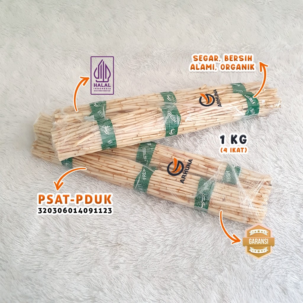 

Akar Alangalang Segar