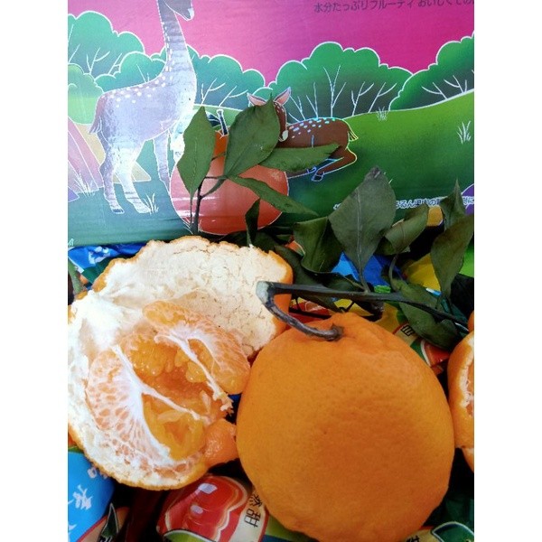 

Jeruk Dekopon Import