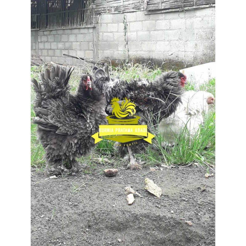 

TELUR AYAM HIAS BRAHMA BULU WALIK / AYAM BRAHMA FRIZEL UNTUK DI TETASKAN KURNIA PRATAMA ABADI