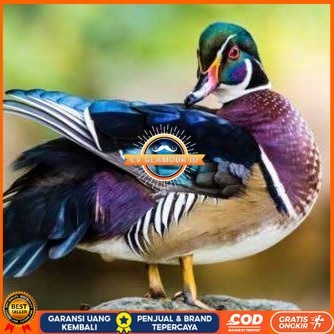 

Telur bebek hias caroline duck fertil bisa ditetaskan Langsung CV GLAMOUR ID
