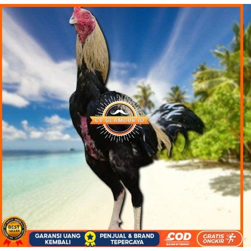 

Ayam Bangkok CLASIK ori Blurang Telur fertil (TERLARIS) CV GLAMOUR ID