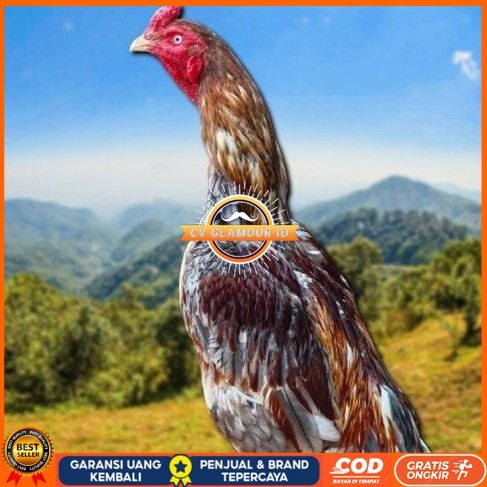

telur tetas ayam shamo valid CV GLAMOUR ID