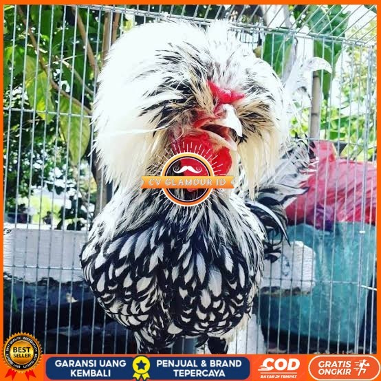 

telur ayam poland hias fertil siap ditetaskan - ayam polan CV GLAMOUR ID
