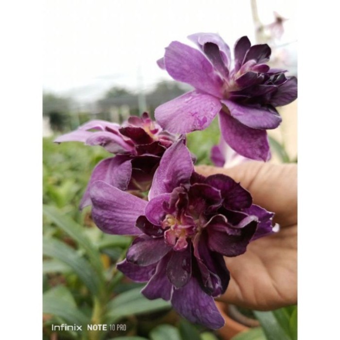 ANGGREK DENDROBIUM MAWAR BIRU-sudah Knop/Spike-DENDROBIUM-ANGGREK