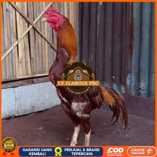 

Telur ayam bangkok shamo brazil / ayam petarung aduan untuk ditetaskan CV GLAMOUR PRO