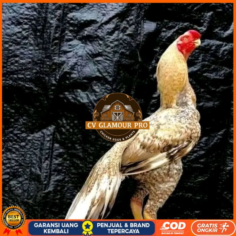 

telur fertil agsel Parrot kualitas terbaik CV GLAMOUR PRO