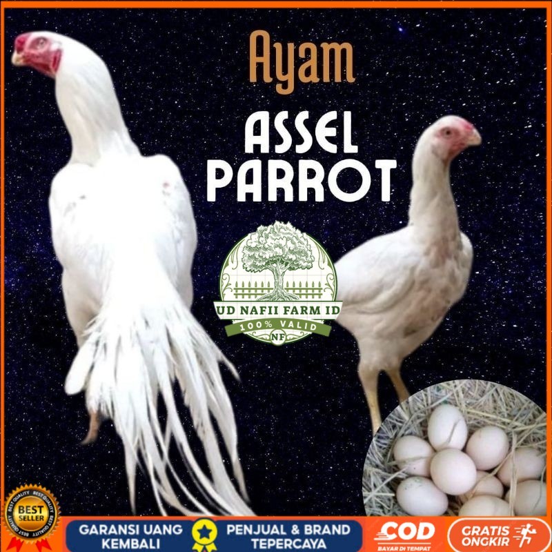 

telur ayam hias assel parrot untuk di tetaskan UD NAFII FARM ID