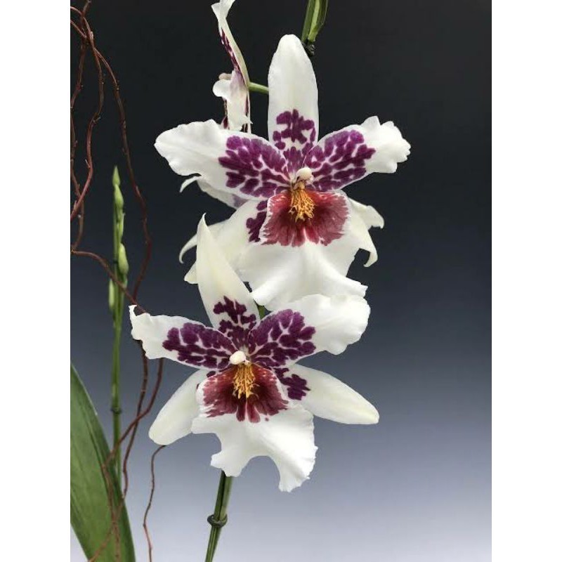 Anggrek Oncidium Dewasa Beallara Big Shot Hilo Sparkle - Bunga Hias Anggrek Oncidium