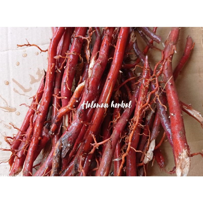 

Akar kelapa hijau asli 250gram