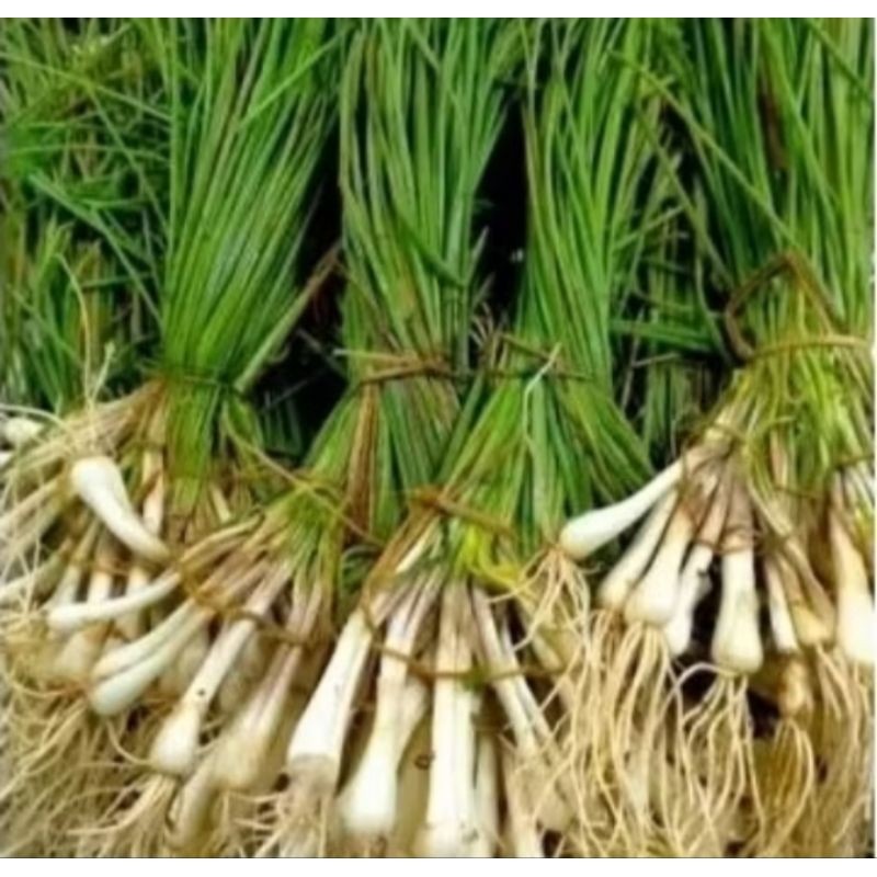 

new.. sayur bawang kuncay fresh 250 gram bisa di jadikan bibit tanaman ataupun di masak