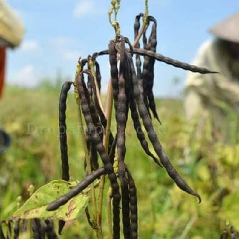

500gram BENIH KACANG HIJAU KULIT HITAM SUPERAN SIAP TANAM READY!!