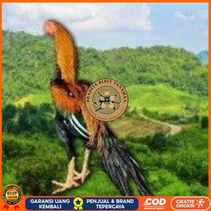 

telur ayam ekor lidi original bisa untuk di tetaskan terlaris PRADITA BIBIT TANAMAN